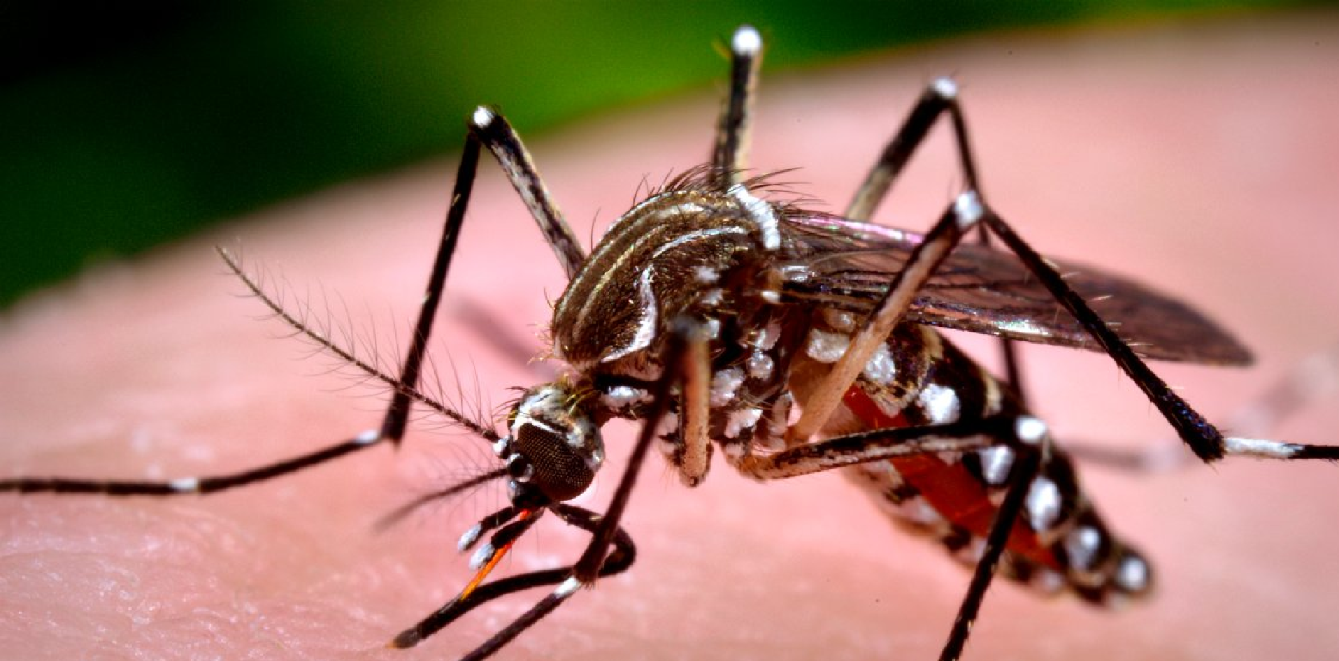 mosquito Aedes Aegypti
