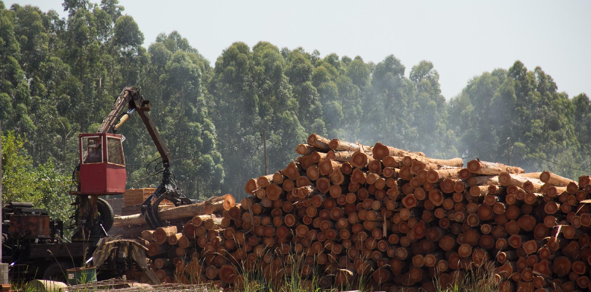 Mesa Foresto Industrial; Virasoro; INTI Misiones; INTI Corrientes