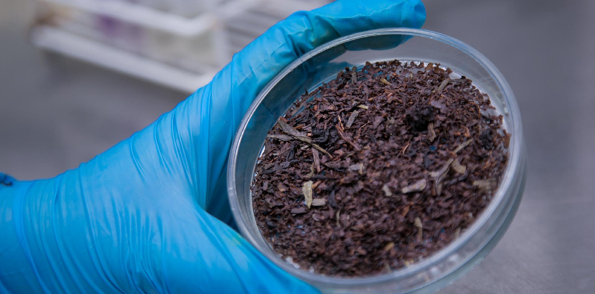 INTI, Misiones, agroalimentos, té, NEA