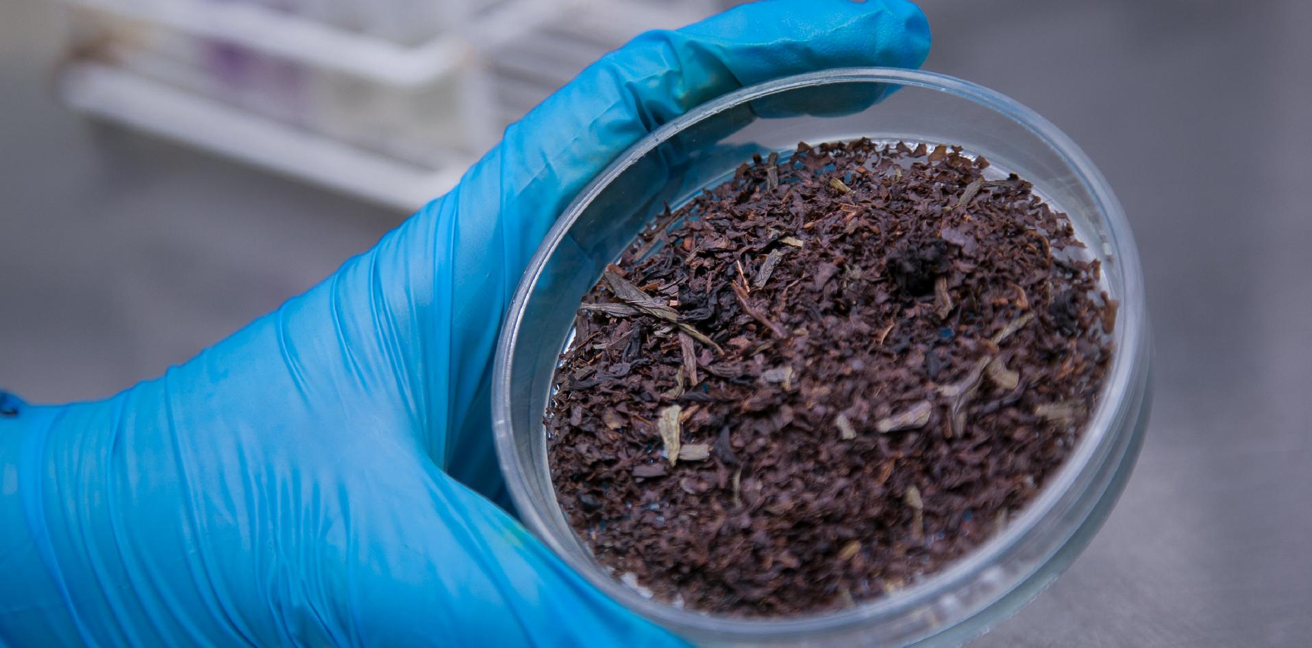 INTI, té, Misiones, NEA, agroalimentos, exportación