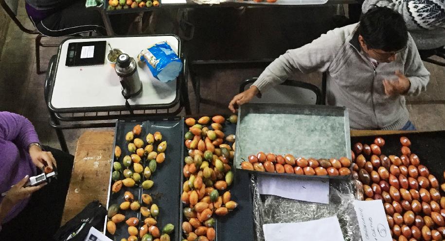 super fruto, yungas, cadenas de valor, comercialización, INTI