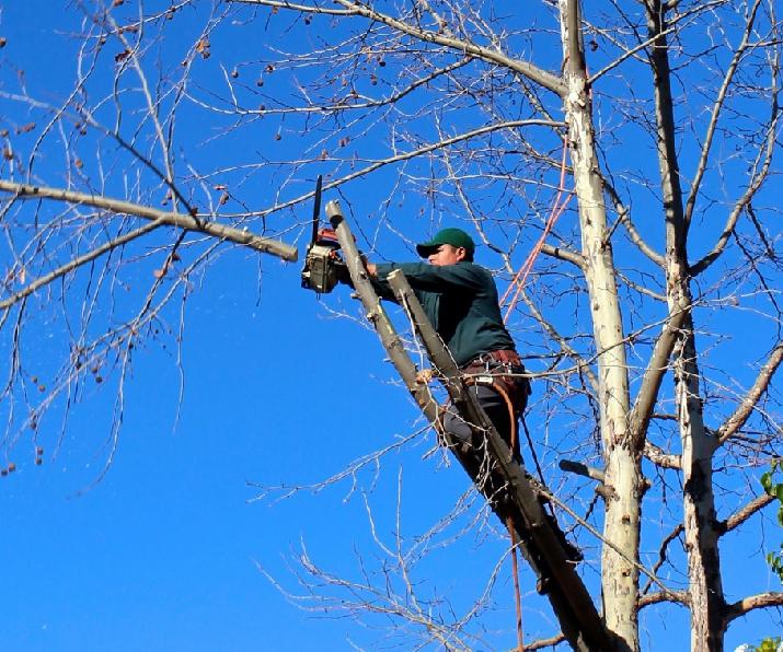 INTI Córdoba; Villa Allende; Poda