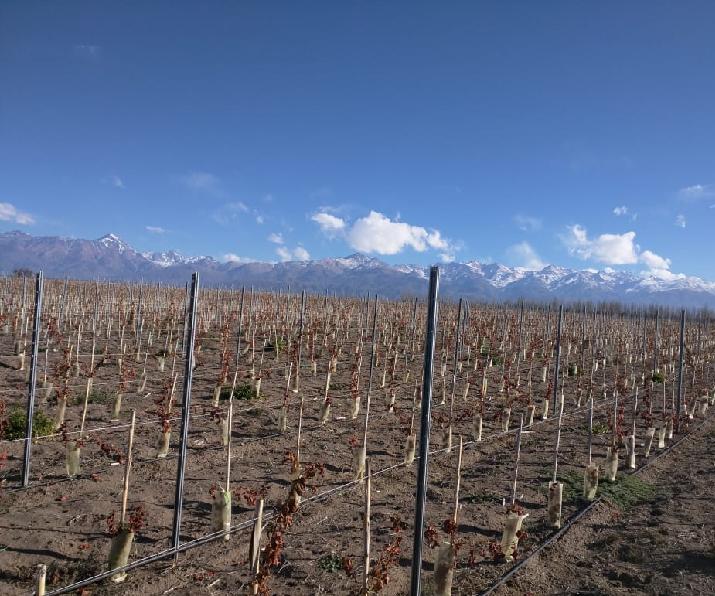 Postes de zinc para vitivinicultura; INTI Mendoza