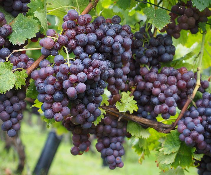 vitis vinifera, INTI Villa Regina; INTA