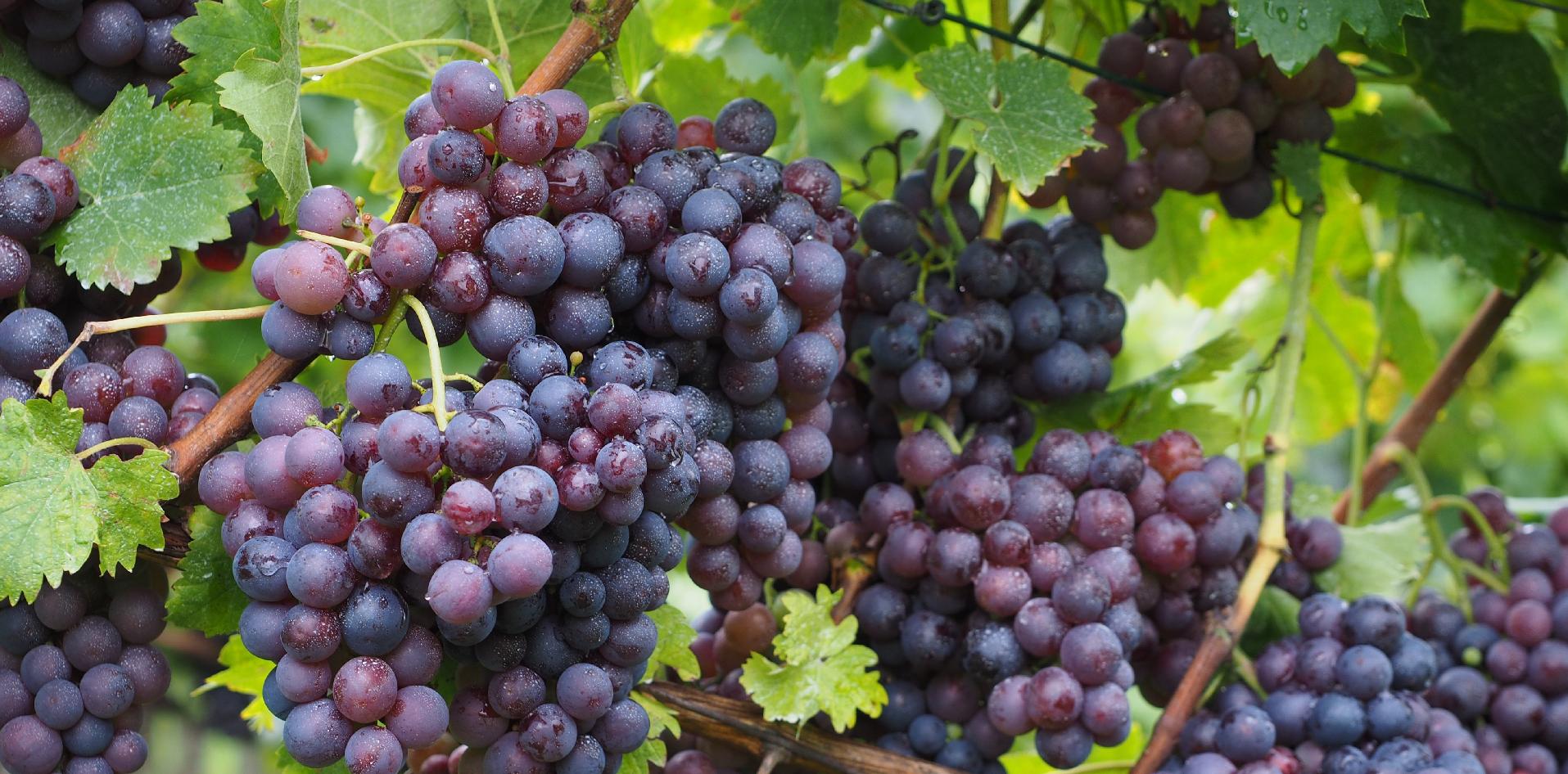 vitis vinifera, INTI Villa Regina; INTA