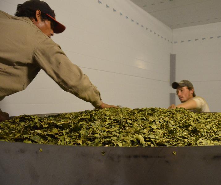 INTI, NEA, yerba, producción, industria