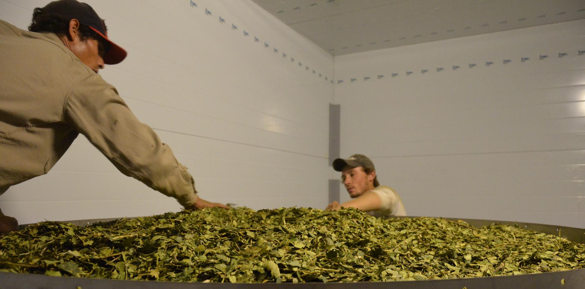 INTI, NEA, yerba, producción, industria, Misiones, San Pedro, Yerbatera del NEA