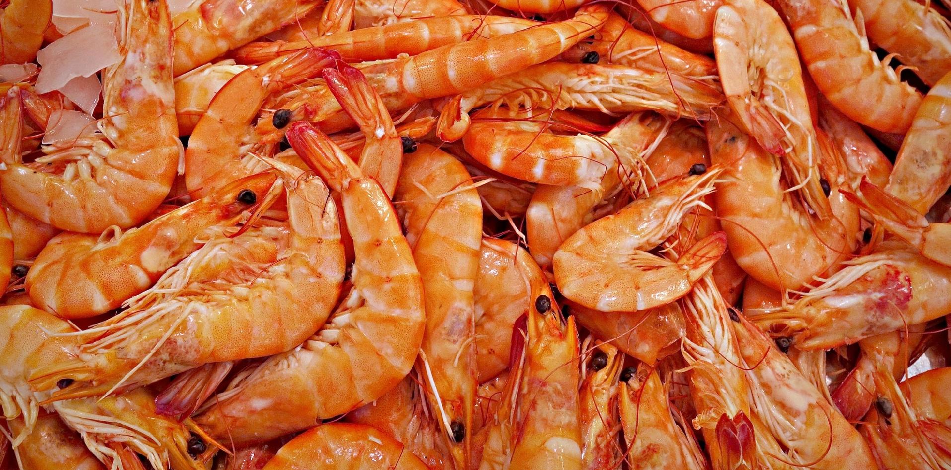 INTI langostino exportación argentina brasil crustacean DPAustral innovación antioxidante