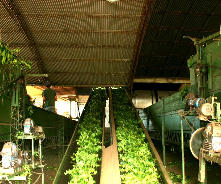 Once establecimientos de la zona productora yerbatera reciben el seguimiento periódico del INTI  para fortalecer a la industria.