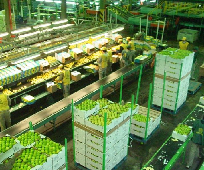 Cítricos, limones, futa, industria, agro, córdoba
