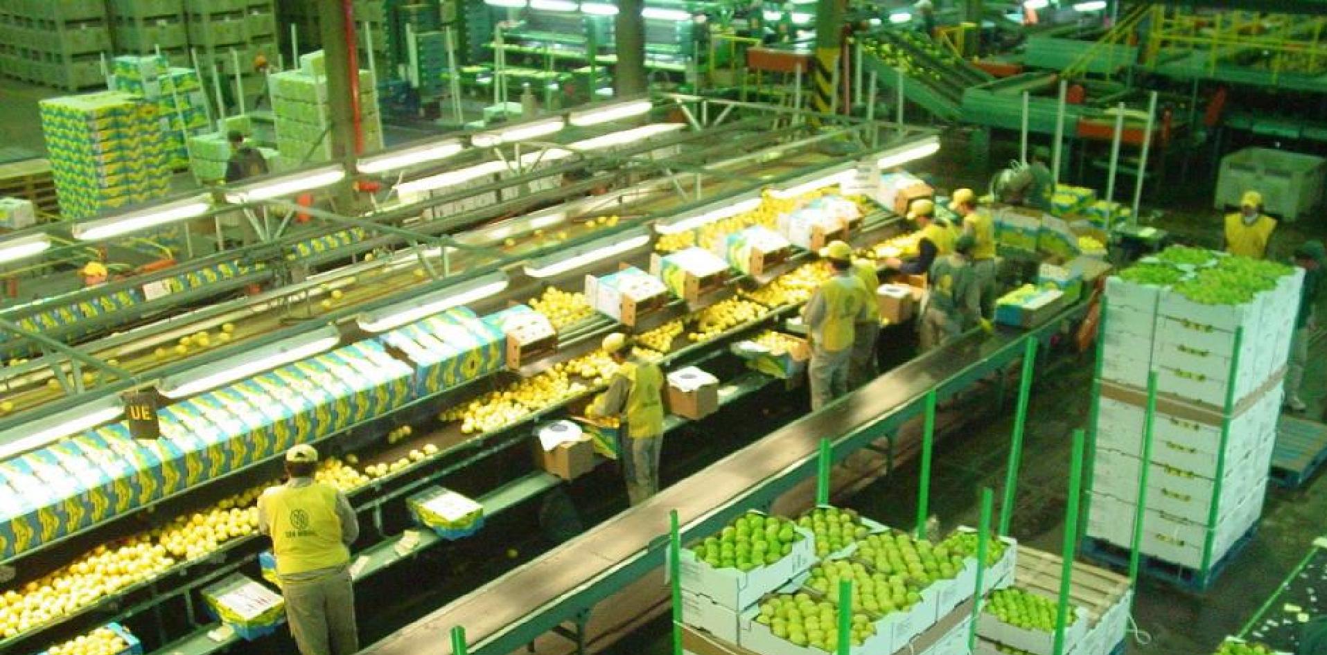 Cítricos, limones, futa, industria, agro, córdoba