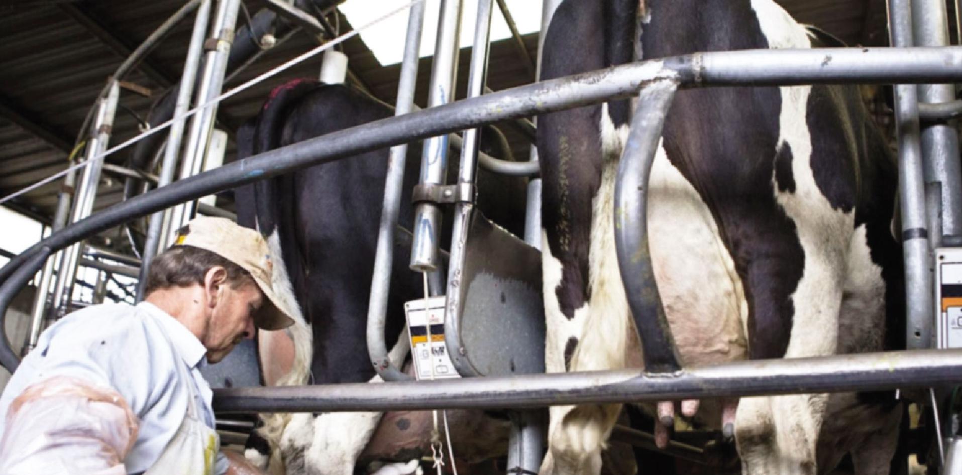 estudios, calidad, tambos, INTI