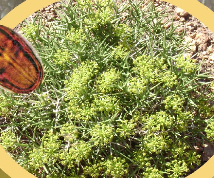 Miel de Malargüe, flora autóctona, INTI Mendoza