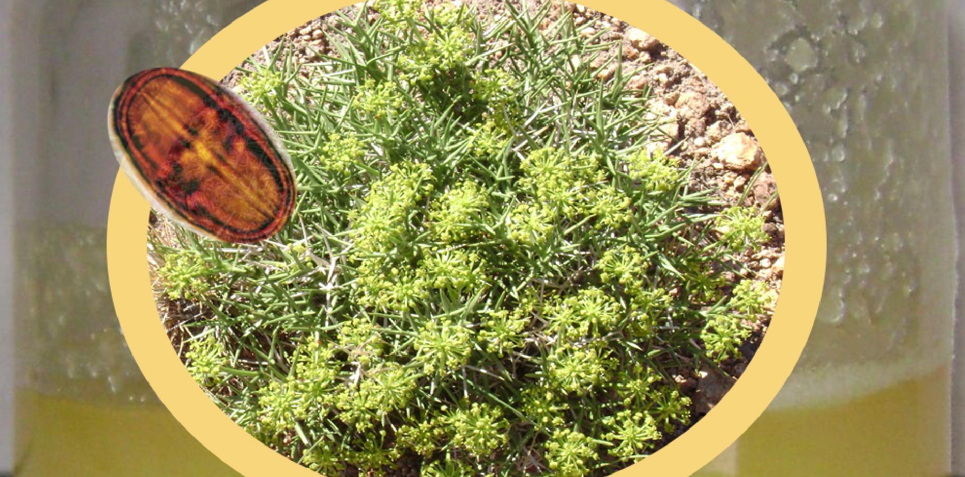 Miel de Malargüe, flora autóctona, INTI Mendoza