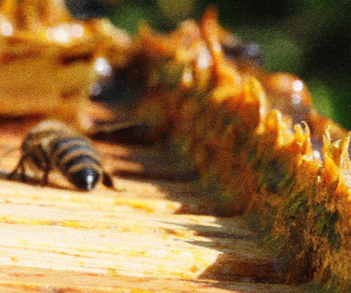 industrialización, miel, propóleos, inti