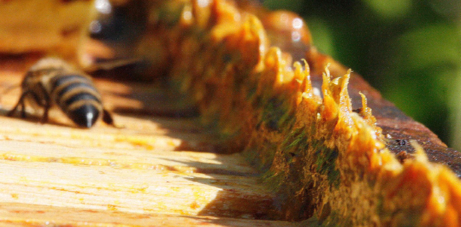 industrialización, miel, propóleos, inti