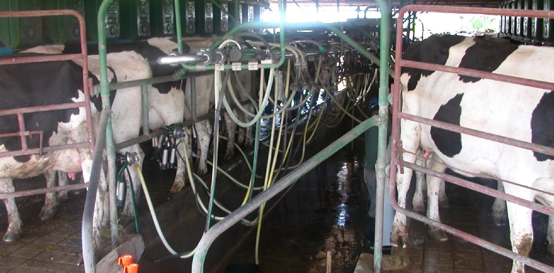 análisis, minerales, tambos, NOA