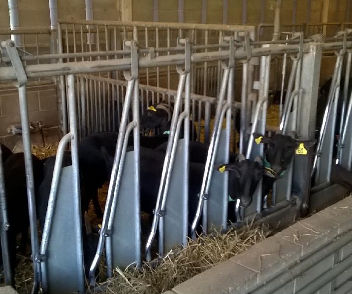 investigación, estrés, cabras, composición, leche