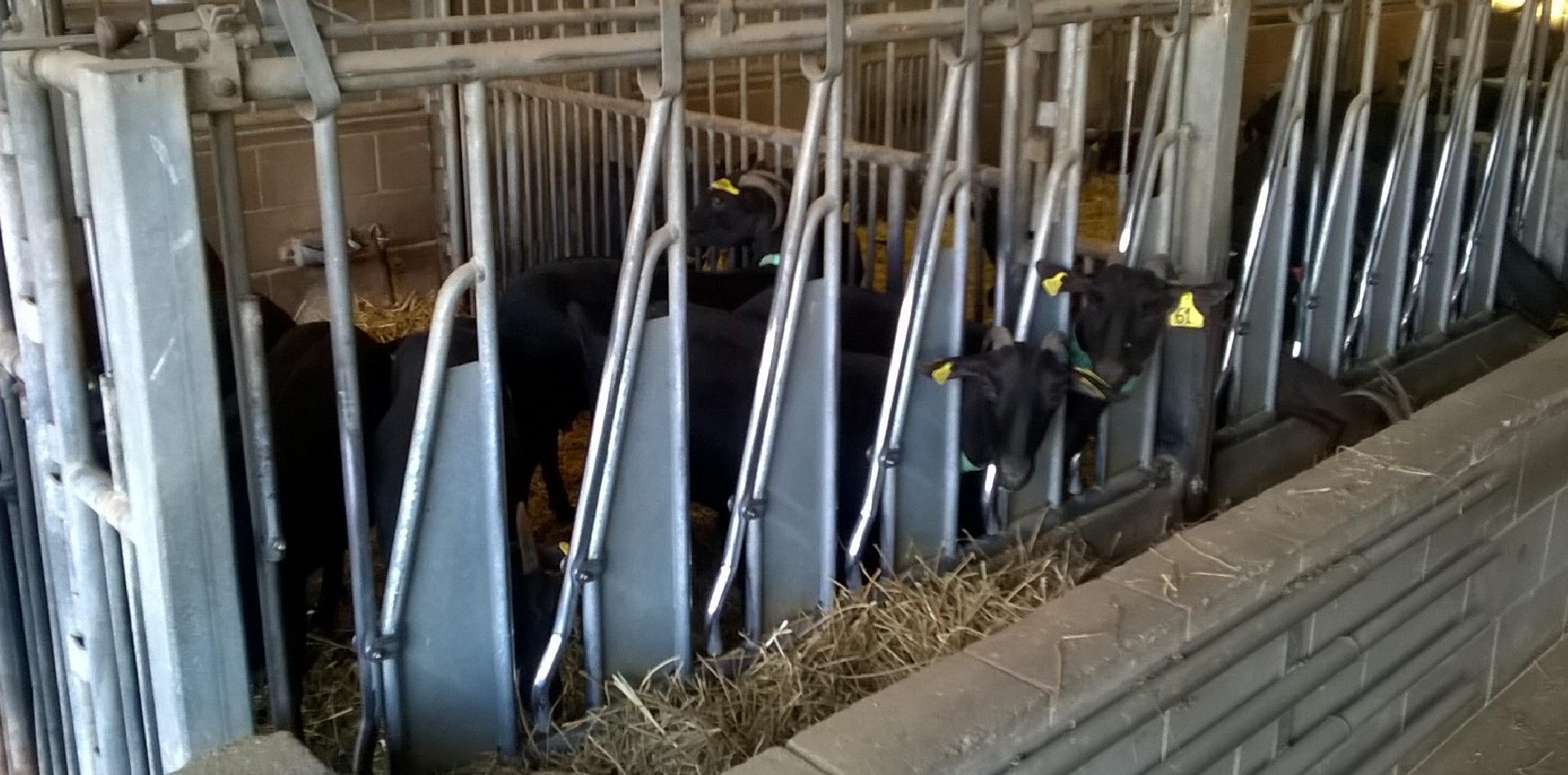 investigación, estrés, cabras, composición, leche