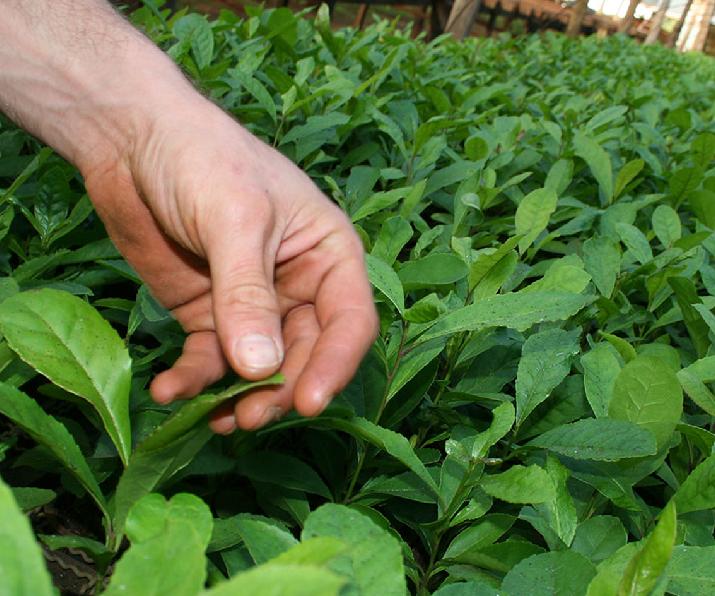 yerba mate las marías asistencia técnica INTI