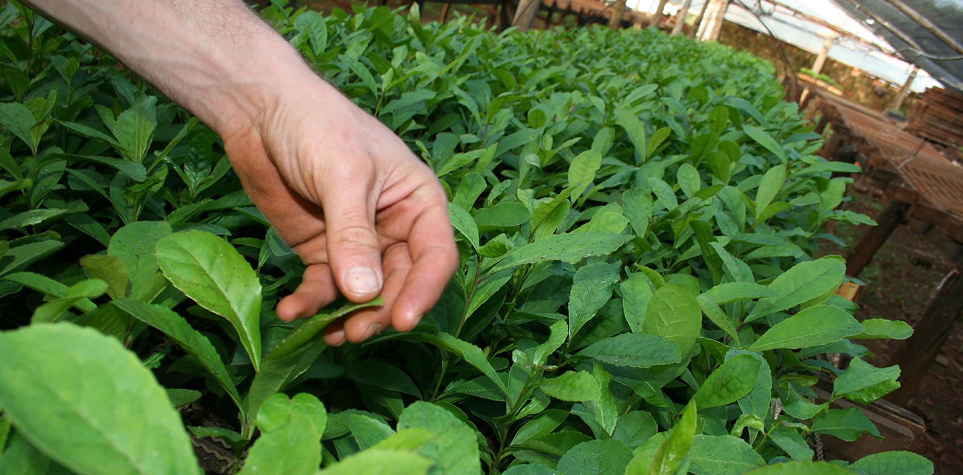 yerba mate las marías asistencia técnica INTI