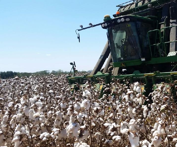 plantación algodón nacional misión Brasil Mato Grosso INTI