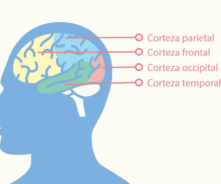 flavor, cerebro